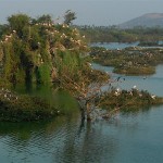 Vedanthangal Bird Sanctuary (ornithological sanctuary)