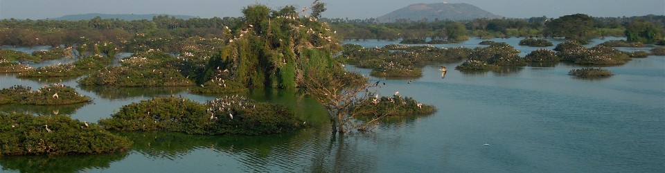 La réserve d’oiseaux (ornithologique) de Vedanthangal